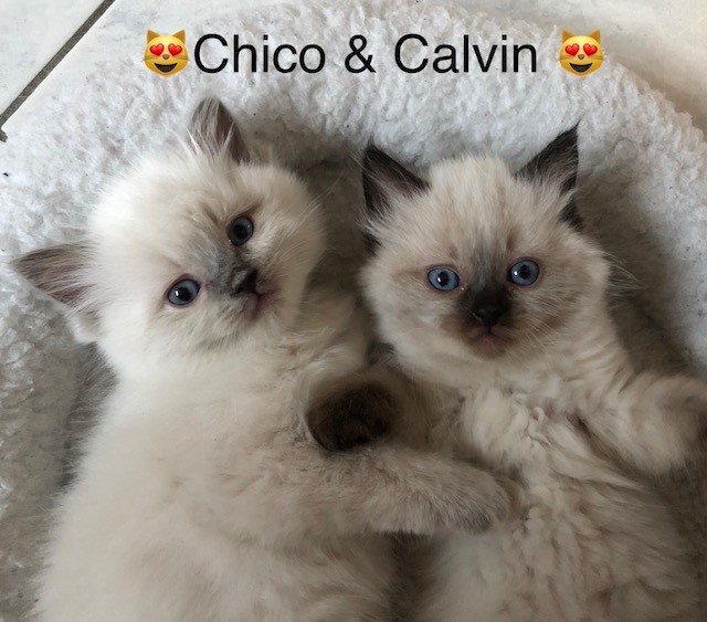 Calvin & Chico