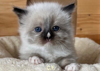 Yuki