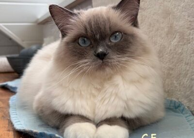 Nala